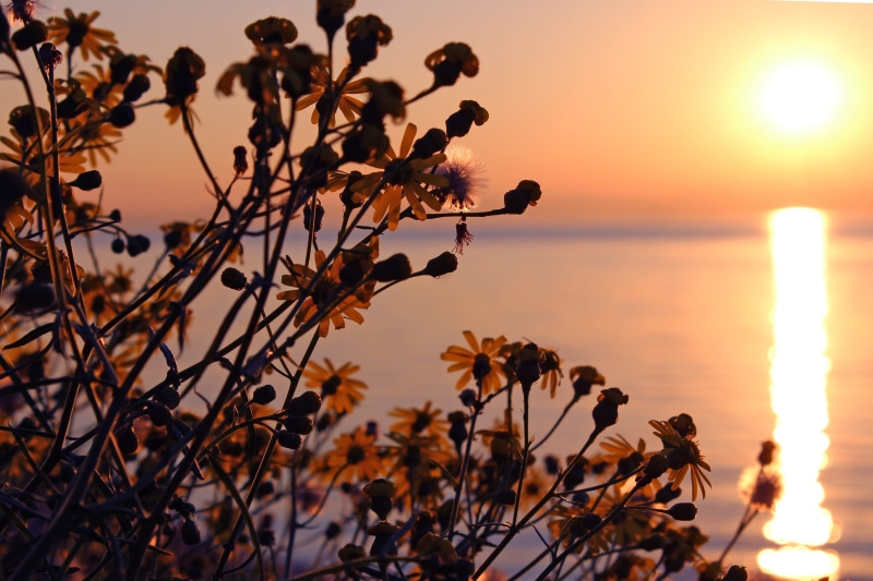 sun, beauty in nature, sunlight, garda, focus on foreground, 2K, idyllic, sky, horizon over water, calm, sunrise, nature, sunshine, sea, lake, plant, lake garda