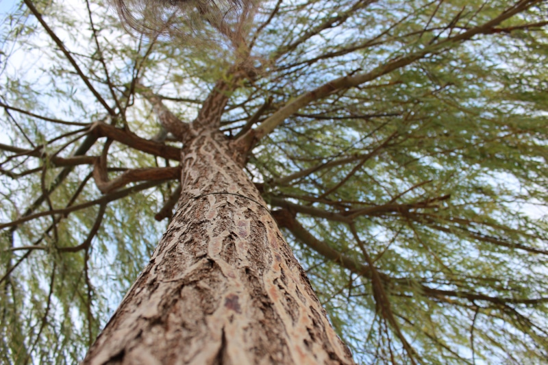 growth, italia, nature, plant, trunk, tree canopy, low angle view, directly below, branch, selective focus, tree, tree trunk, bark, trees, torri del benaco