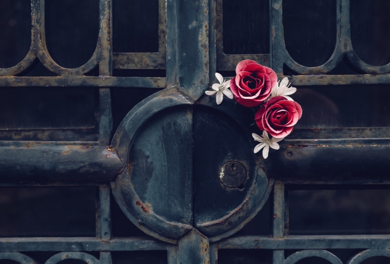 rose - flower, railing, nature, flower head, vulnerability, petal, outdoors, 1080P, flowering plant, red, close-up, red flowers, barrier, flower, boundary