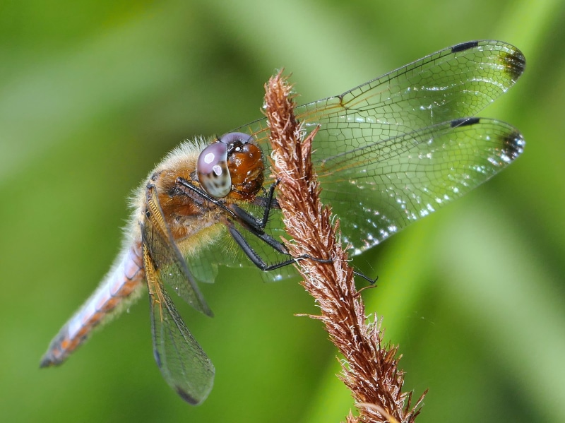 Nahaufnahme, NATURA, brown, photography, close-up, animal Wing, Animal, insect, Libelle, green Color, natur, macro, Dragonfly, wildlife, perched, nature