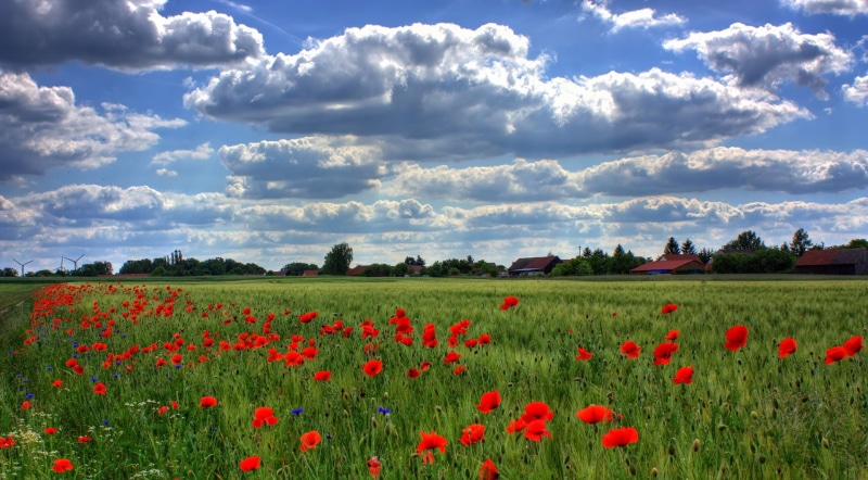 land, beauty In Nature, idyllic, agriculture, backgrounds, day, sky, sunlight, landscaped, blossom, multi Colored, bright, freshness, brandenburg, nature