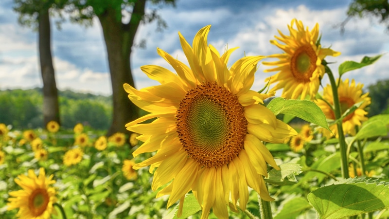 summer, Feld, outdoors, leaf, Brandenburg, Blumen, sunflower, agriculture, close, farm, sun, flower, Potsdam-Mittelmark, Blumenfeld, plant, photography