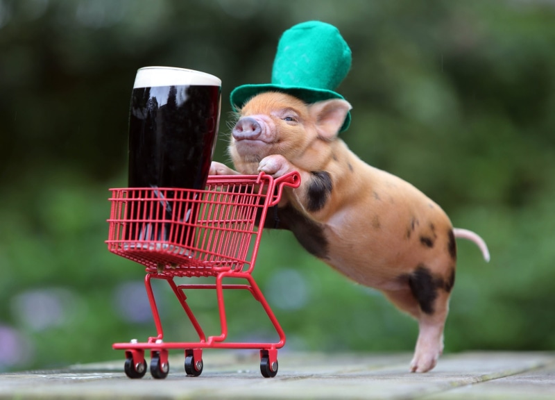 mammal, consumerism, container, pets, no people, 2K, red, one animal, Pigs, animal themes, outdoors, beer, animal, day, guinness, retail, baby animals
