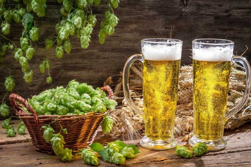 backgrounds, table, german Culture, cold - Temperature, hop, drink, glass, lager, close-up, lettuce, wellbeing, food and drink, herb, beer Glass, wheat Beer