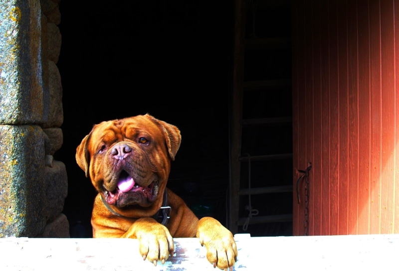 sitting, mastiff, french, day, leaning, adorable, vertebrate, domestic, outdoors, stubborn, opening, wrinkled, bulldog, tenacious, animal, stout, pets