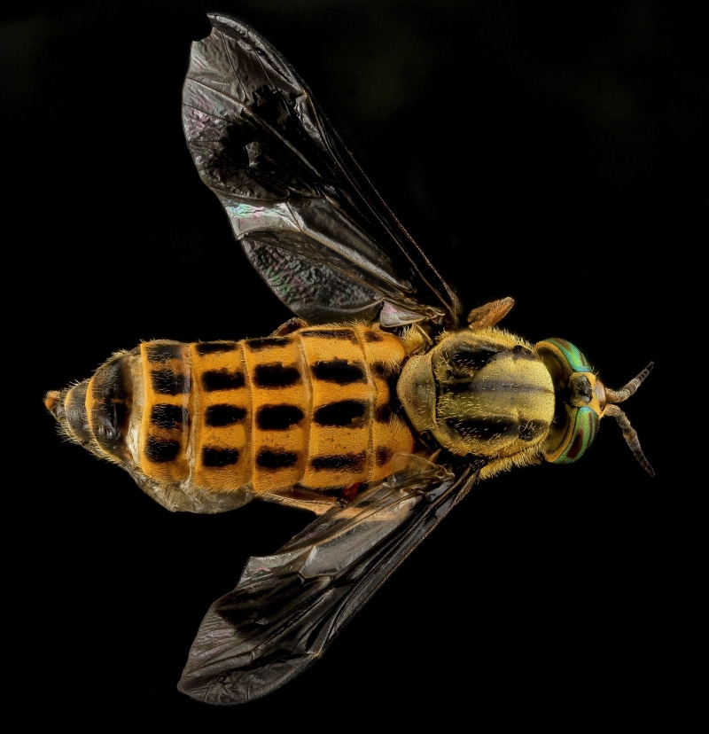 animal, portrait, horse fly, bug, insect, black background, focus on foreground, mounted, 2K, macro, animal wildlife, wildlife, no people, animal eye