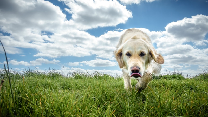 green grass, retriever, IE, city, dog, green, Color, clouds, Golden Retriever, golden, europe, animal, grass, compact, blue, street photography, canine