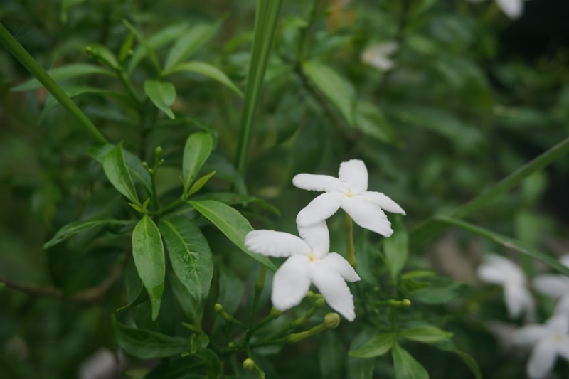 plant, focus on foreground, 5K, green color, vulnerability, inflorescence, ateuk lueng ie, flower head, growth, petal, close-up, beauty in nature, freshness