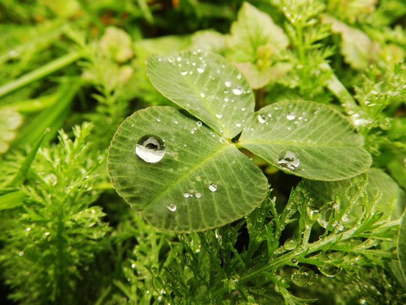 no people, raindrop, macro, sheet, detailed, plant, green color, close-up, drop, cloverleaf, outdoors, day, nature, leaf, plant part, rainy weather, growth