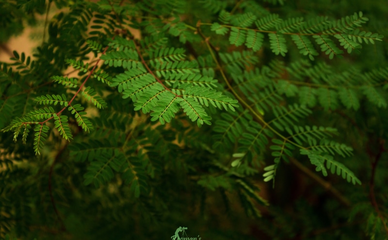high angle view, 5K, close-up, tree, nice, natureporn, no people, Aero, Fresh, fern, green color, leaves, beautiful, awesome, wander, focus on foreground