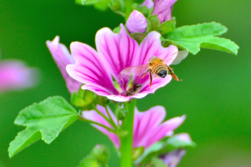 mallow, Animal, High, bee, 植物, Japan, Honeybee, Yokohama, 梅雨, pollination, 蜂, Rainy-Season, Honey-Bee, Common-Mallow, 自然, Common Mallow, honey, Cho, photography