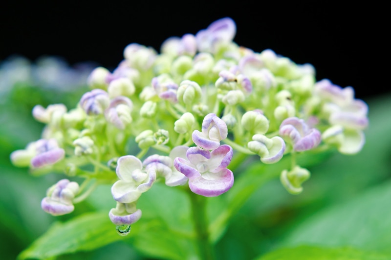 nature, NIKKOR, focus, Blossom, Japan, green, Yokohama, close-up, Macro, CLUB, Nature  Park, green and purple, photography, f / 1, Flower, Hydrangea, Nikon AF