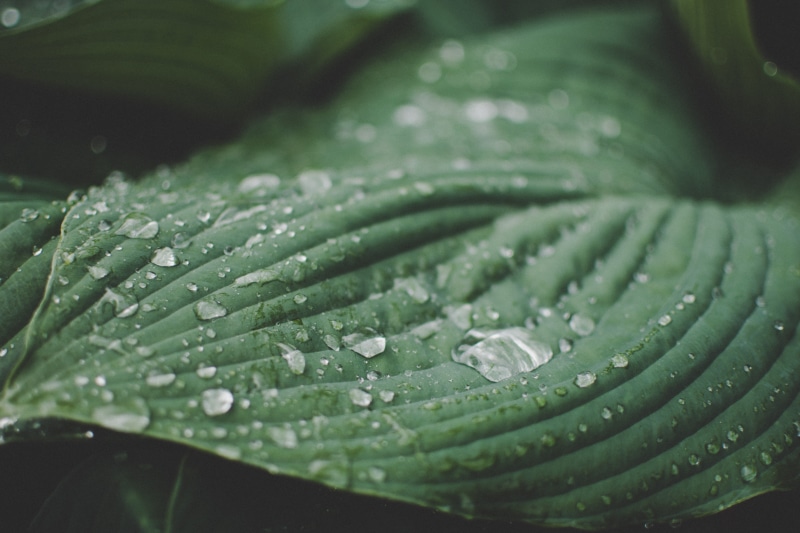 rainy photography, outdoors, beauty in nature, charlotte nc, plants, rain, united states, charlotte, plant, new days ahead, droplets, water, happy plants