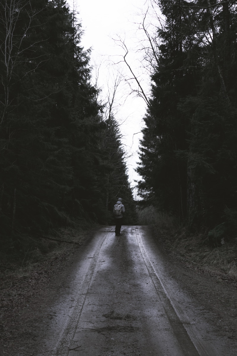 plant, leisure activity, 5K, fall, tree, nature, forest, black, road, cold, photography, the way forward, ambient, direction, diminishing perspective