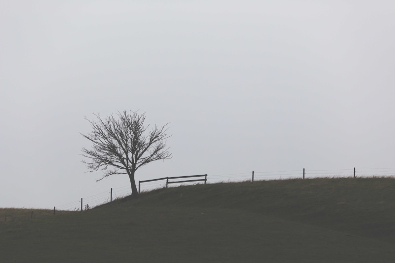 photography, no people, plant, outdoors, sky, scenics - nature, green, daytime, grass, architecture, copy space, fence, tranquility, non-urban scene, tranquil scene