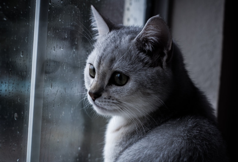 window glass, glass, gray, photography, cute, pets, cat, glass panel, Rainy Day, f/1.8, window, Nikon  d40, animal, 2K, series, british shorthair  cat