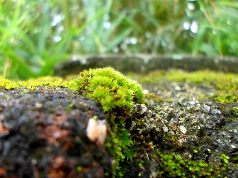 close-up, growths, outdoors, daytime, wild, solid, green, mosses, leafy, tiny, plant, walls, growth, rock, vulnerability, damp, lands, small, 1080P, animal