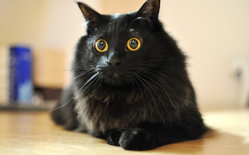 yellow eyes, 720P, flooring, animal, indoors, whisker, home interior, domestic cat, animal eye, focus on foreground, no people, animal themes, pets, portrait