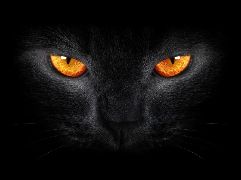 bombay, Black Cat, eyes, Dark background, 2K, cat, Yellow eyes, Scary