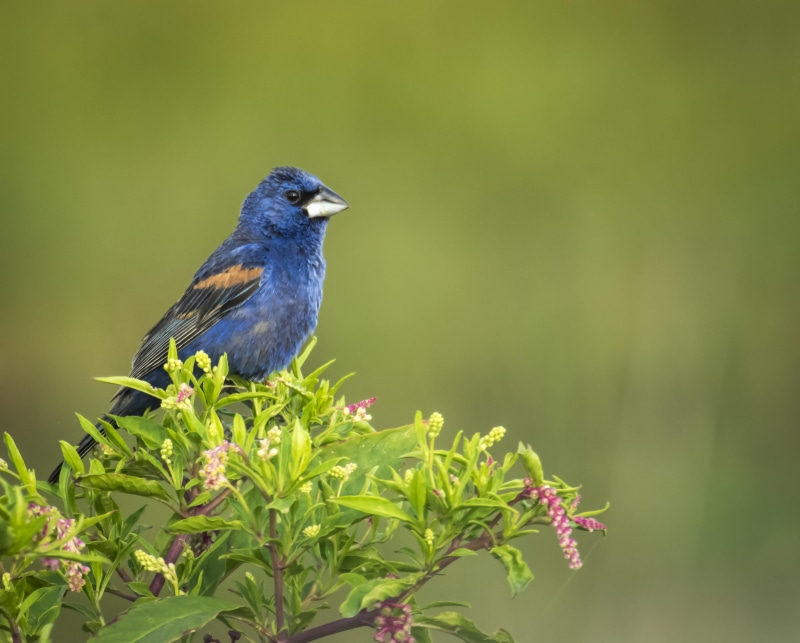 songbird, blue bird, blue  grosbeak, de, leaf, Color, animal, photography, bombay  hook, selective, america, bird, blue, bokeh, 4K, green, nature, green leaf