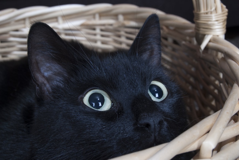 pets, animal, pet, domestic, wicker, cute, indoors, cat, eye, feline, 4K, bombay, container, looking at camera, domestic Cat, animal head, animal eye