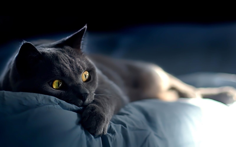 1080P, sleepy, blue, russian blue cat, amazing, laying, bombay, russian, bed, adorable, cat