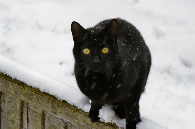 white color, kitty, black, standing, fence, 5K, looking at camera, no people, domestic animals, friend, pets, animal, animal themes, kitten, cold temperature