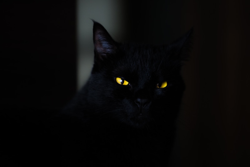 portrait, indoors, no people, backgrounds, 5K, black Color, black Background, animal head, night, close-up, feline, black, nature, human Face, bombay