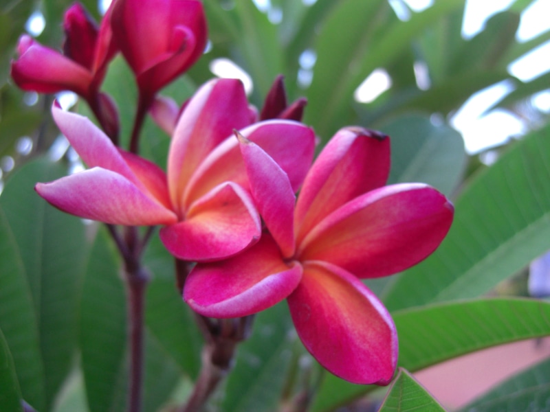 pink, petaled, Swami, dosti, flower, pink Color, beautiful, plant, Red Frangipani, Urban, petal, Photos, 2K, tropical Climate, piece, colorful, Plumeria