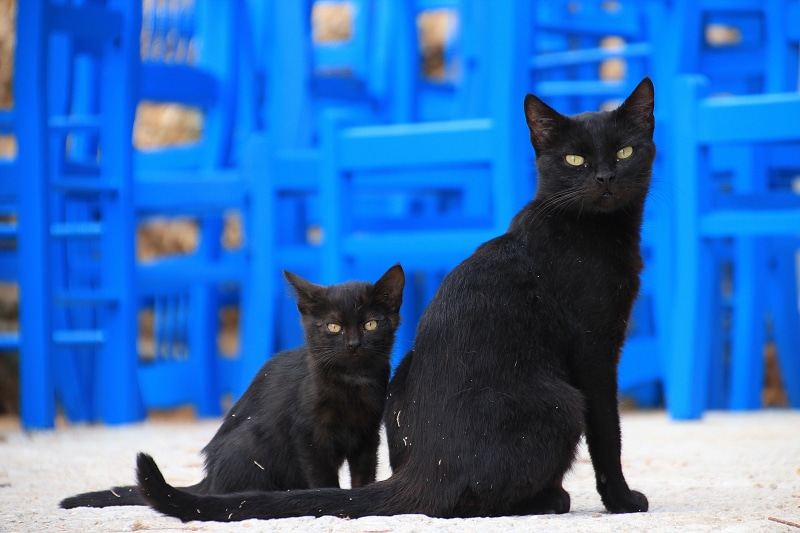 domestic Cat, selective, child, graceful, feline, view, animal portrait, portrait, vertebrate, cats, wildlife photography, bombay, sitting, black, pets