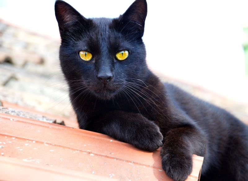 daytime, vertebrate, animal eye, domestic, kitten, wall, one animal, sitting, domestic animals, whisker, 4K, bombay cat, black color, concrete, black
