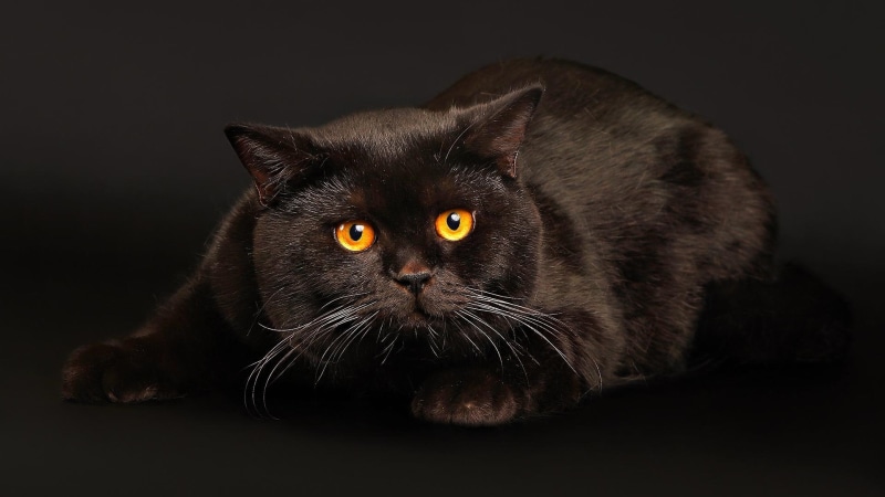 bombay, black, witch craft, animals, cat, kitty, 1080P, witchy, evil
