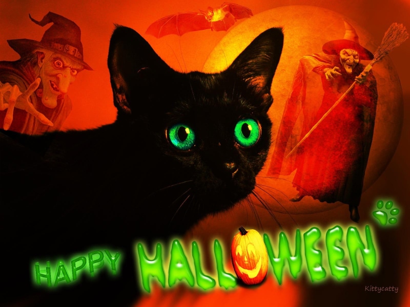 pumpkin, spooky, dark, black-cat, happy-halloween, green, 720P, cat, cats, green-eyes, bombay, halloween, happy, witch