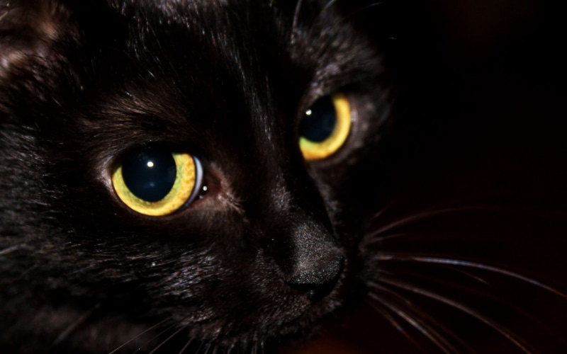 looking at camera, black, mammal, portrait, animal themes, animal head, yellow, eyes, domestic, yellow eyes, animals And Pets, cute, animal body part, no People