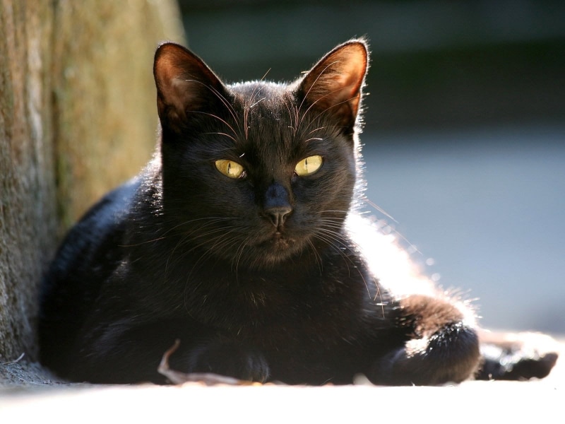 cat, 720P, no people, black, small, kitten, portrait, yellow eyes, animal themes, nature, outdoors, sitting, stray Animal, gray, domestic Animals, muzzle