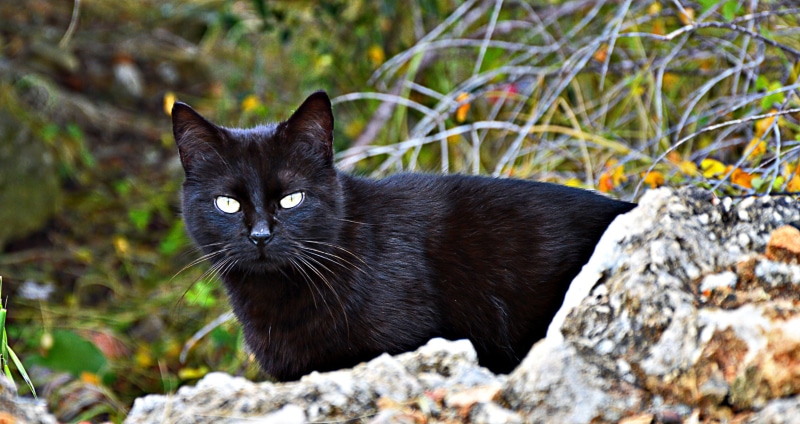 nature, plant, animal, vertebrate, day, looking at camera, cats eyes, domestic cat, black, Bombay cat, white, no people, feline, black color, solid, attention
