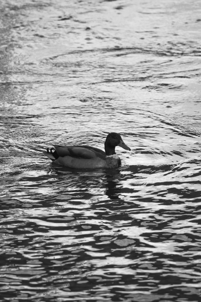 ripple, animal, sea, no people, water, vertebrate, one animal, poultry, agua, teal, mallard, 5K, reflection, watter, freshwater bird, monocolor, duck