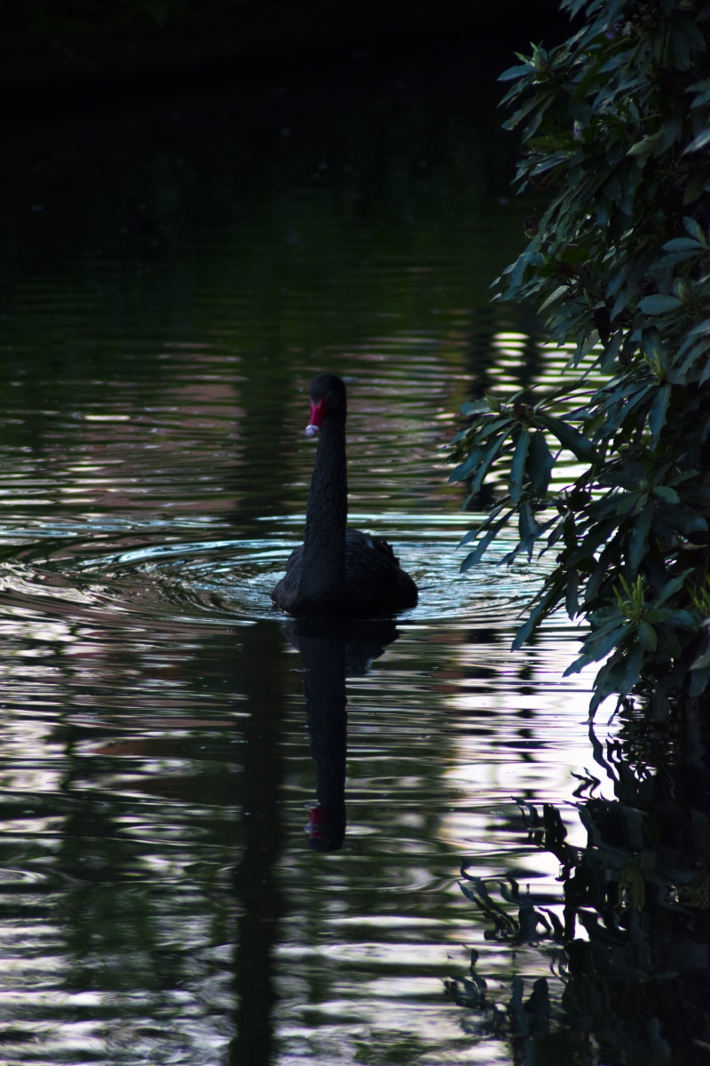 reflejo, naturaleza, outdoors, animal, vertebrate, reflection, swan, waterfront, bird, nature, water bird, bike, lake, transportation, black swan, no people