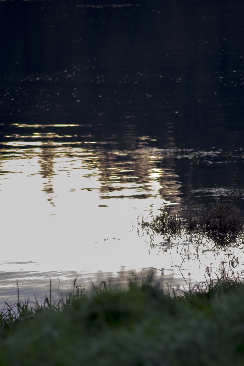 reflejo, oscuridad, growth, water, rio, dark, tranquility, salvatierra, river, verde, españa, floating on water, green, 5K, nature, beach, naturaleza