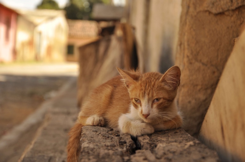 rua, feline, plaza, looking at camera, portrait, no people, jequitinhonha, mammal, house, cat, cidade, river, brasil, day, building, calle, 4K, rio, minas gerais