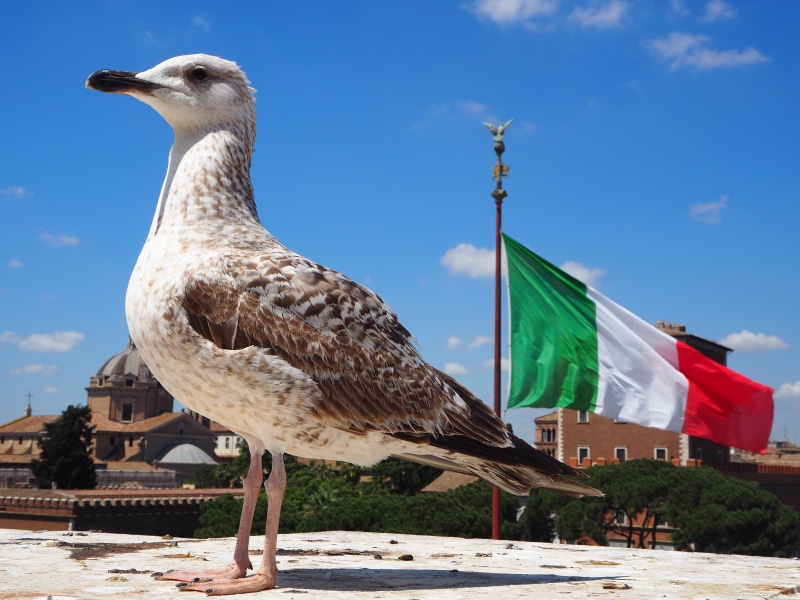 perching, monumento, built structure, sunlight, close-up, bird, italy, architecture, seagull, macchina da scrivere, uccello, roma, animal themes, day, animals in the wild
