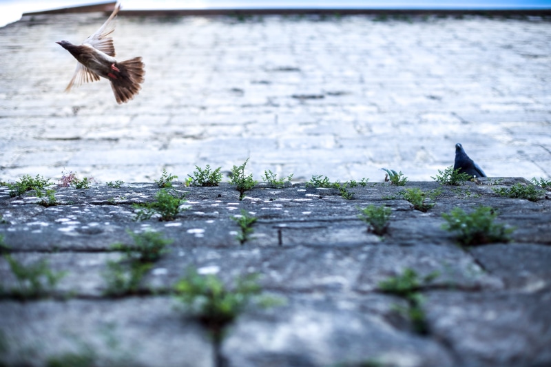 alas, 5K, wing, water, budapesta, monuments, animals in the wild, vertebrate, no people, nice shots, motion, nice pictures, wings, animal, flying