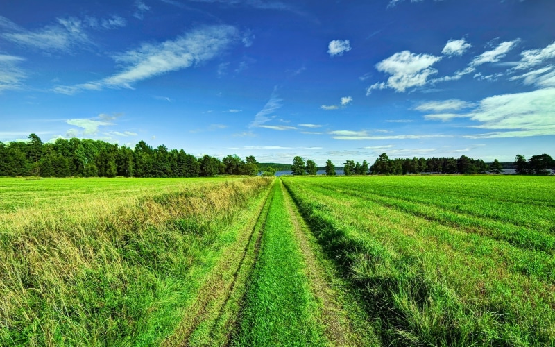 Beautiful, Scenery, green, Fields, 1080P, Clouds, field, Road, rice, Trees, Sky