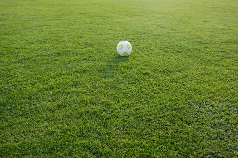 volleyball, green - golf course, rush, plant, white, activity, ball sports, playing field, sphere, world championship, nature, land, leisure activity, grass