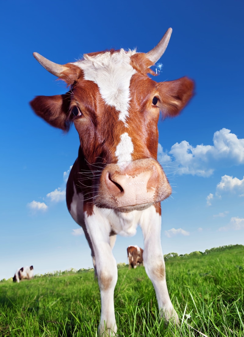 animal, outdoors, front, looking at camera, silly, blurred, rural, closeup, mammal, agriculture, pasture, herbivorous, walking, farm, domestic, grazing