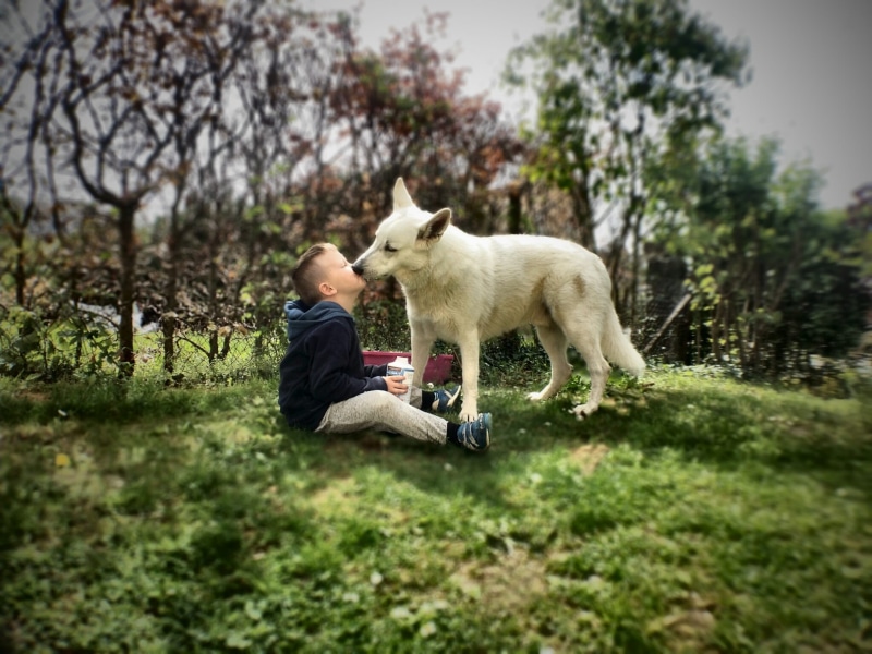 together, friend, canine, Animal, full length, pet, plant, white, hug, nature, happy, childhood, relationship, sitting, purebred, boy, small, pets, domestic