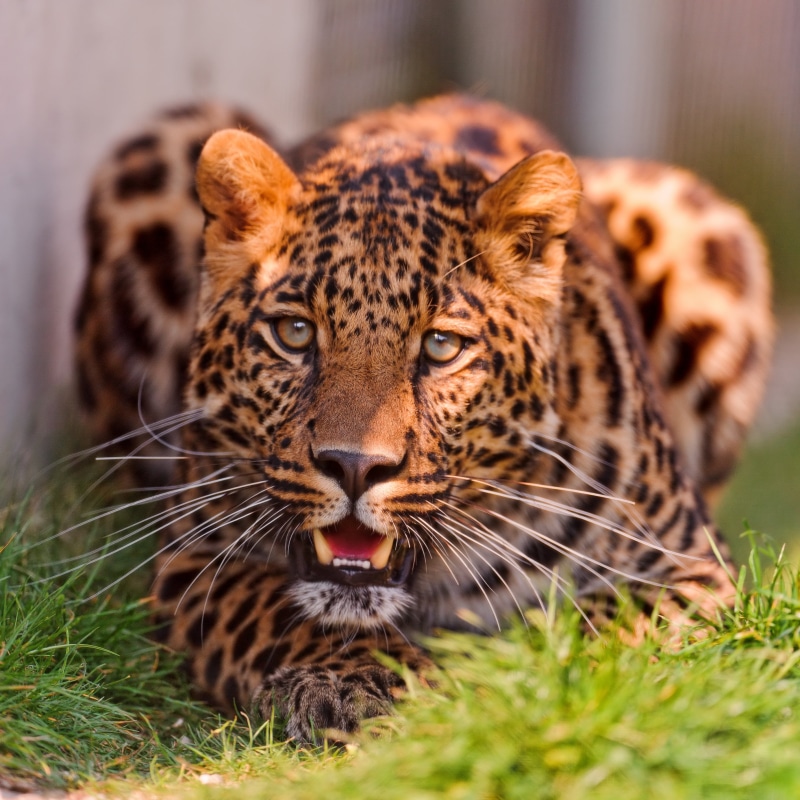 animals In The Wild, Leopard, cute, tonis, big Cat, tiger, green, zoo, feline, shallow focus, bokeh, grass, shallow, observing, rothenburg  switzerland