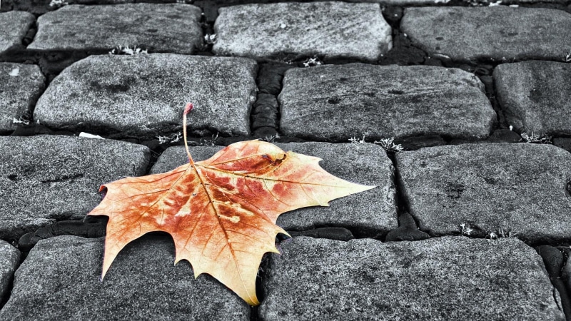 nature, autumn, footpath, beauty in nature, focus on foreground, outdoors, plant part, paving stone, dry, stones, solid, high angle view, day, no people