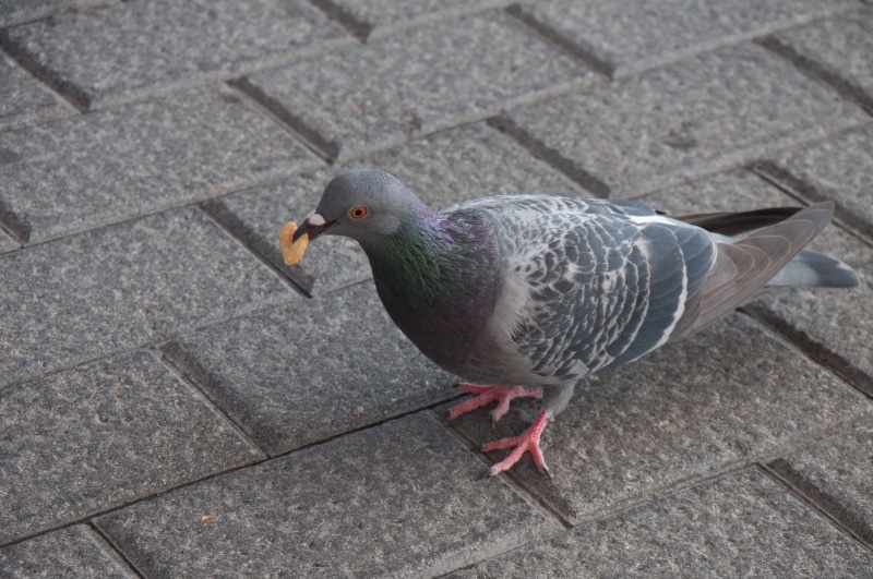 paloma, animal wildlife, no people, street, bird, cobble, footpath, dove - bird, vertebrate, pavement, animal themes, 4K, high angle view, pigeon, paving stone
