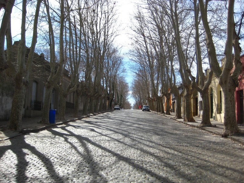 trees, footpath, treelined, day, cobblestone, building exterior, the way forward, bare tree, trunk, nature, diminishing perspective, cobbles, sky, no people